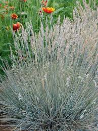Image result for Festuca costata