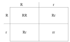 The punnett square is a table in which all of the possible outcomes for a genetic cross between two individuals with known genotypes are given. Punnett Square Definition Types Application Examples Limitations