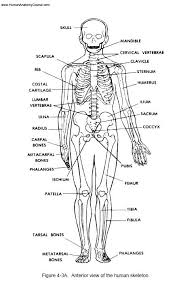 Pin By Stephen Morris On Human Anatomy And Physiology Human Skeletal System Medical Anatomy Human Anatomy And Physiology