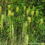 Image result for Habenaria epipactidea