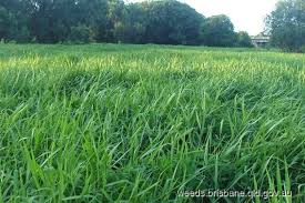Image result for Urochloa arrecta