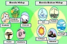 Benda hidup by ruhiwfd 717 views. Benda Hidup Dan Benda Bukan Hidup Science Quiz Quizizz