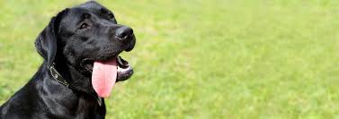 We did not find results for: Adoption Almost Home Rescue
