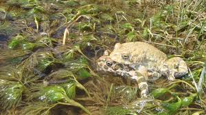 The demonstrations involved professional operators under controlled conditions. Evolutionary Biology And Ecotoxicology Of Amphibians And Fish Igb