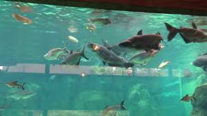 Detecting critically endangered mekong giant catfish pangasianodon gigas using environmental dna». River Safari Feeding Session Mekong Giant Catfish And Giant Freshwater Stingray Youtube