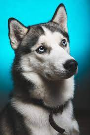 Fantastic Siberian Husky Information Is Available On Our Website Read More And You Will Not Be Sorry You Did Siberian Husky Husky Puppy Puppies