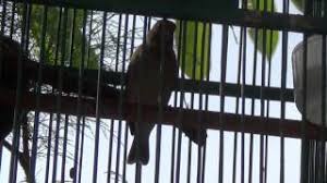 Perbedaan blackthroat boswana dan somerini. Kicau Burung Blackthroat Betina Youtube