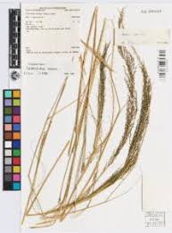 Image result for Sporobolus pyramidalis