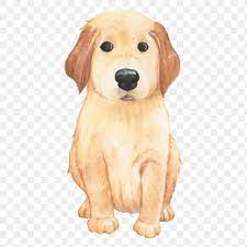 Golden Retriever Dog Png Premium Image By Rawpixel Com Aum Dogs Golden Retriever Golden Retriever Retriever