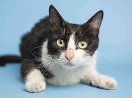Verde valley humane society in cottonwood, az has pets available fo. Adopt Don T Shop Maricopa County Arizona
