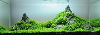 Lumut seringkali tumbuh menempel pada tanaman aquascape. 9 Jenis Tanaman Aquascape Yang Paling Mudah Dipelihara Bukareview