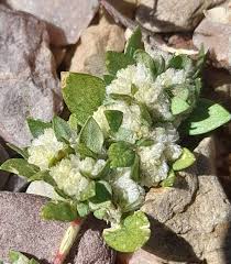 Image result for Guilleminea densa