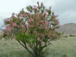 Image result for Tamaricaceae