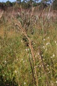 Image result for Sporobolus agrostoides
