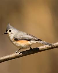Medium Sized Black Bird With White Stripes On Wings And Tail This Was Hilarious I Thought I Saw This Bird But I Didn T Have Much Time To Look At It So I Decided To Take My Cell Pho Titmouse Pet Birds Backyard