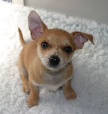 Black And Brown Rat Terrier Chihuahua Mix Terrier Chihuahua Mix Google Search Chihuahua Terrier Mix Chihuahua Terrier Rat Terrier Mix