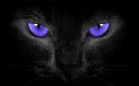Beautiful Black Cat With Purple Eyes Black Cat Purple Eyes By Https Www Deviantart Com Welshdragon On Deviantart Cat Symbolism Black Cat Pretty Cats