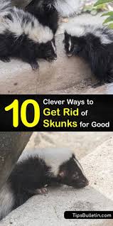 This is the common call of thousands of frantic homeowners every spring as the soil warms and they look out to find animals have been digging holes in their yard. 10 Clever Ways To Get Rid Of Skunks For Good