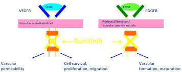 Mechanisms Of Action Of Sunitinib From Rini Et Al With The Download Scientific Diagram