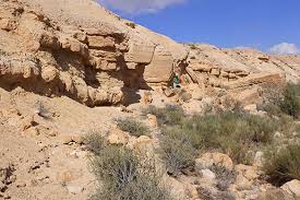 Image result for Daknopholis