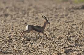 Wildlife Wildlife Wild Dogs Reptiles Pet