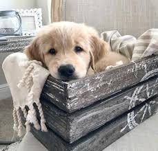 Hanny Sanusi Adli Kullanicinin Minnos Arkadaslar Panosundaki Pin 2020 Kedi Kopek Hayvan Bebekler Golden Retriever Yavrusu