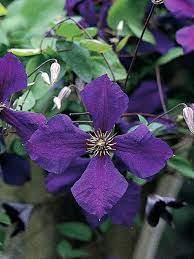 Types Of Plants For Arches And Pergolas Clematis Plants Clematis Jackmanii Climbing Vines