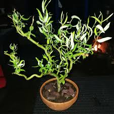 Curly willow ⭐ , united kingdom, wookey hole, wells: Salix Matsudana Twisted Willow Uploaded By Mrbloom