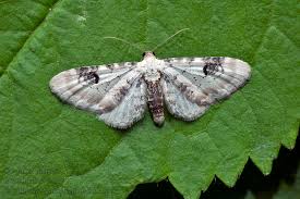 Image result for Eupithecia centaureata