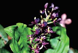 Image result for Liparis mulindana