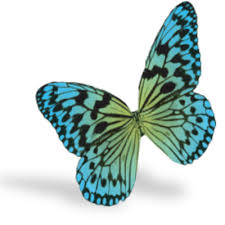 Caddra Caddra_news Twitter