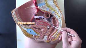 Female Reproductive System Model Youtube