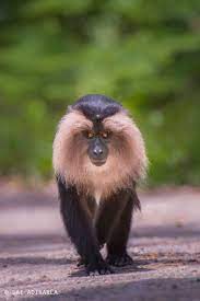 Lion Tailed Macaque Animals Wild Wild Animals Photos Animals Beautiful