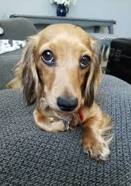 We did not find results for: Pin On K9 Love