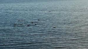 Qualicum Beach South Swim Guide