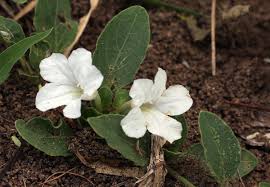 Image result for Ruellia patula