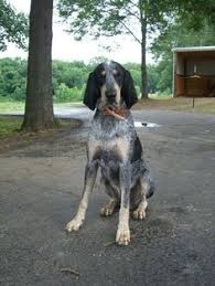 All puppies are born and brought up in our home and grow up around people of all ages. Coon Dogs