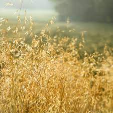 How To Grow Forage Harvest Medicinal Oats Medicinal Herbs Medicinal Plants Herbs