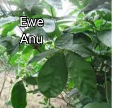 Image result for Vitex thyrsiflora