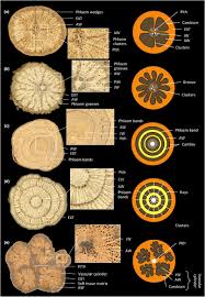 Image result for Landolphia robustior