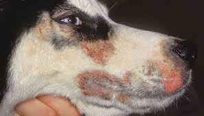 Why Do Dogs Have Whiskers Can You Cut Them Do They Grow Back Complete Guide