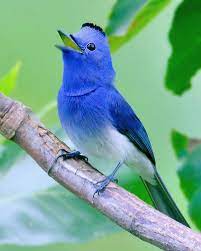 black naped monarch hypothymis paradise http paradisemyriam blogspot com guzel kuslar hayvan kus