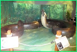 Jenis ular ini masuk ke dalam kategori ular raksasa di dunia. Ular Raksasa Sepanjang 15 Meter Pernah Hidup Di Bumi Mitos Atau Fakta Dunia Fauna Hewan Binatang Tumbuhan Dunia Fauna Hewan Binatang Tumbuhan