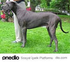 en guclu 10 kopek cinsi working dogs breeds great dane dogs dog breeds