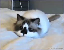 Cat Gif Famous Albert Baby Cat Ready To Pounce Soon Very Soon Baby Cats Cute Cat Memes Cat Memes Cute cartoon the little squirrel emoticons gif →.