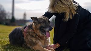 German shepherd puppies want to play all day, every day. First Dogs Champ And Major To Be Featured In Puppy Bowl Ad Newscentermaine Com