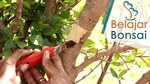 Pohon sisir di alam liar. Cangkok Bahan Bonsai Sianci Malpighia Emarginata Di Ground Bonsai Pencangkokan Hobi