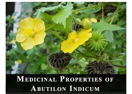 Image result for Abutilon indicum