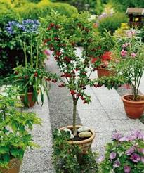 Tropical fruit trees can be more of a challenge to find in local nurseries, unless you are living in a tropical setting, which many of us aren't. 27 Best Potted Fruit Trees Ideas Fruit Trees Potted Fruit Trees Container Gardening