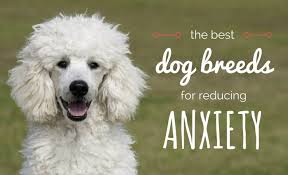 We can help you get started so you and your doctor can chart a path for success. 14 Best Dogs For Anxiety The Most Comforting Canines